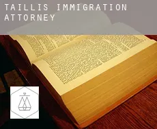 Taillis immigration attorney